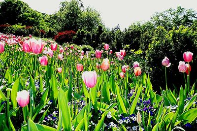 Pink flowers blooming in field