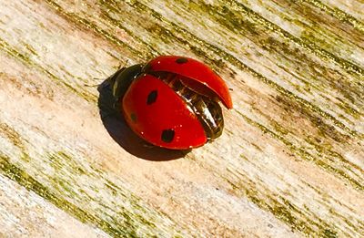 Close-up of ladybug on wood