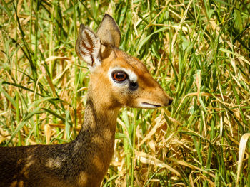 Close-up of deer on grass