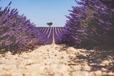 Purple flowering plants on field against sky