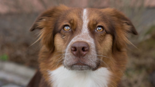 Close-up portrait of dog