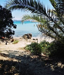 Palm trees on beach