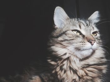 Close-up portrait of cat