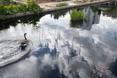 High angle view of swans swimming in lake