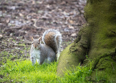 Portrait of grey squirrel on spring green grass at the bottom of a tree, colchester, uk
