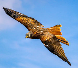 Low angle view of bird flying against sky