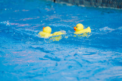 Close-up of yellow rubber ducks floating on swimming pool