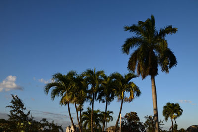 Low angle view of palm trees against blue sky