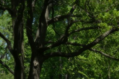 Low angle view of trees