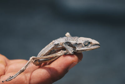 Close-up of hand holding small lizard