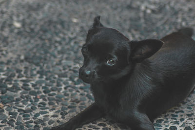 Close-up of black dog looking away