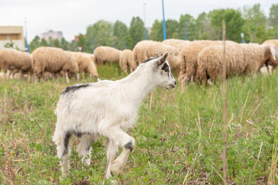 Sheep standing in a field