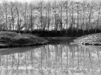 Reflection of bare trees in lake