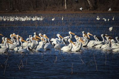 Flock of pelicans on lake 