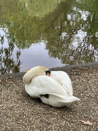 High angle view of swan on lakeshore