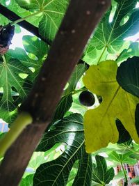 Close-up of fresh green leaves