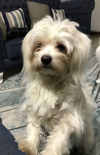 Close-up portrait of dog