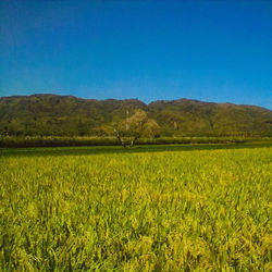 Scenic view of agricultural field against clear blue sky