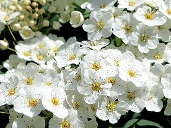 Close-up of white flowers