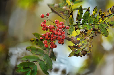 Close-up of red berries growing on tree