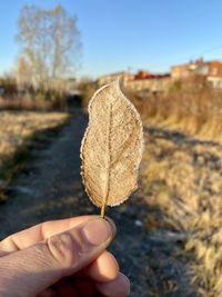 Close-up of hand holding leaf