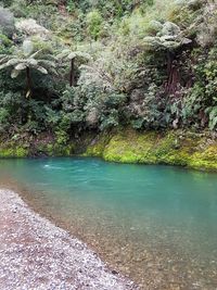 Scenic view of river in forest