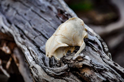 Close-up of animal skull on tree trunk