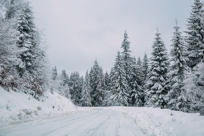 Snow covered road amidst trees against sky