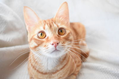 Close-up portrait of cat