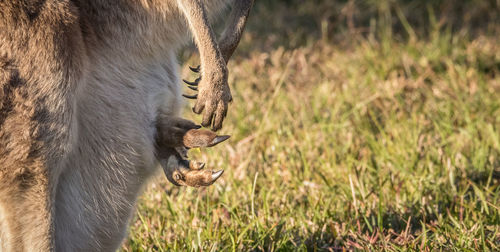 Close-up of kangaroo on field