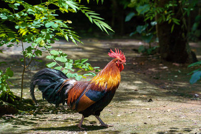 View of a bird on land