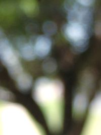 Defocused image of blurred plants