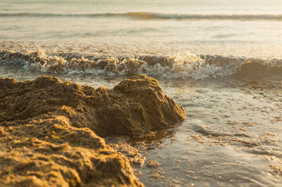 Blooming sea. sea with algae, mud and grass