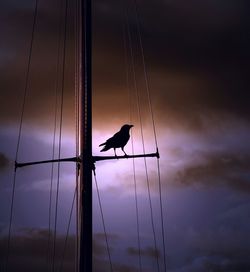 Low angle view of birds perched against clear sky