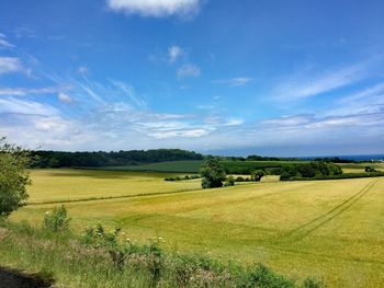 Scenic view of agricultural field against sky