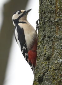 Close-up of bird perching on tree trunk