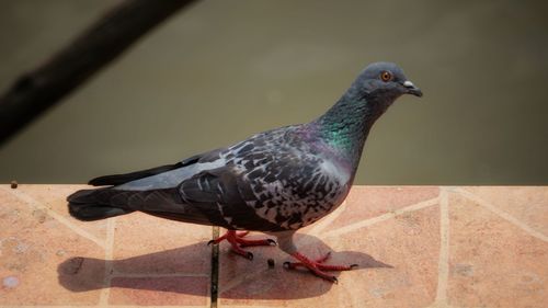 Close-up of pigeon perching on wall