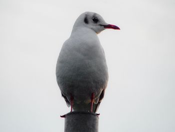 Close-up of bird against white background