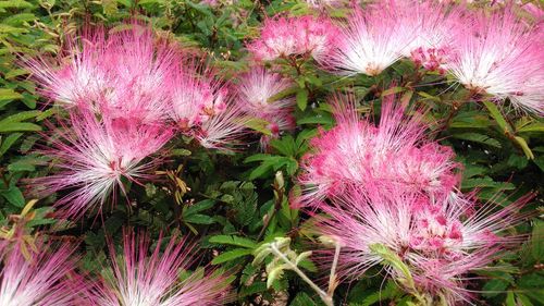 Close-up of pink flowers