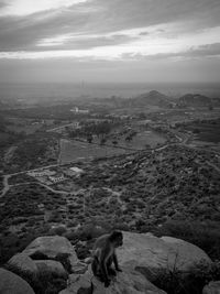 High angle view of a horse on landscape