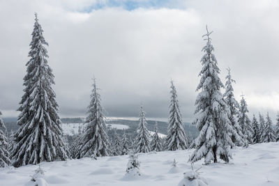 Trees on snow covered land against sky