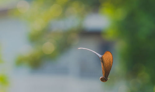 Close-up of fresh green plant against blurred background