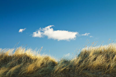 Low angle view of reeds growing on field against blue sky