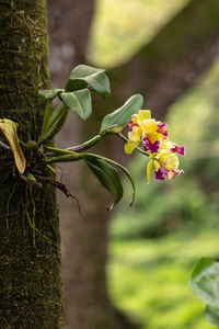 Close-up of yellow flowering plant