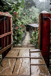 Footpath amidst trees in forest