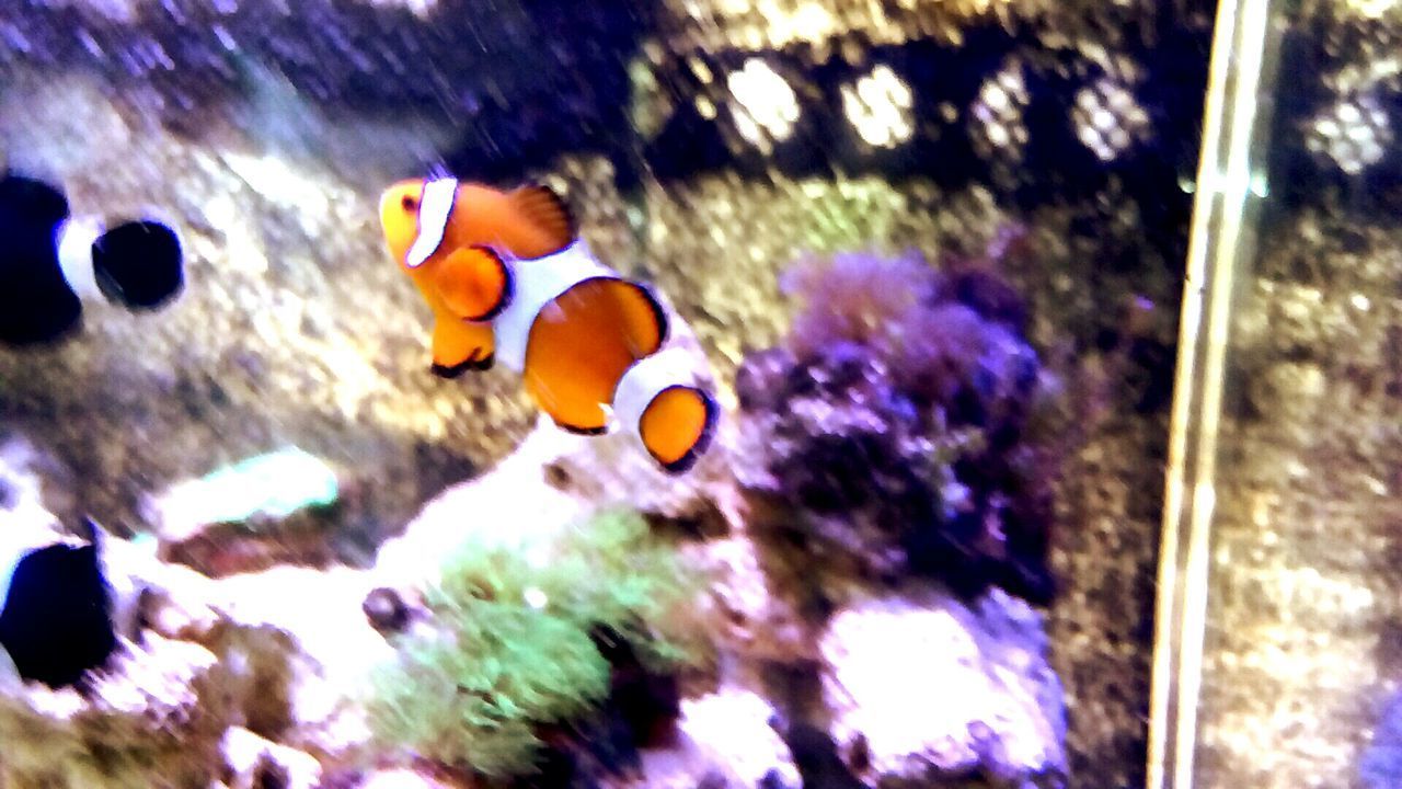 CLOSE-UP OF FISH UNDERWATER