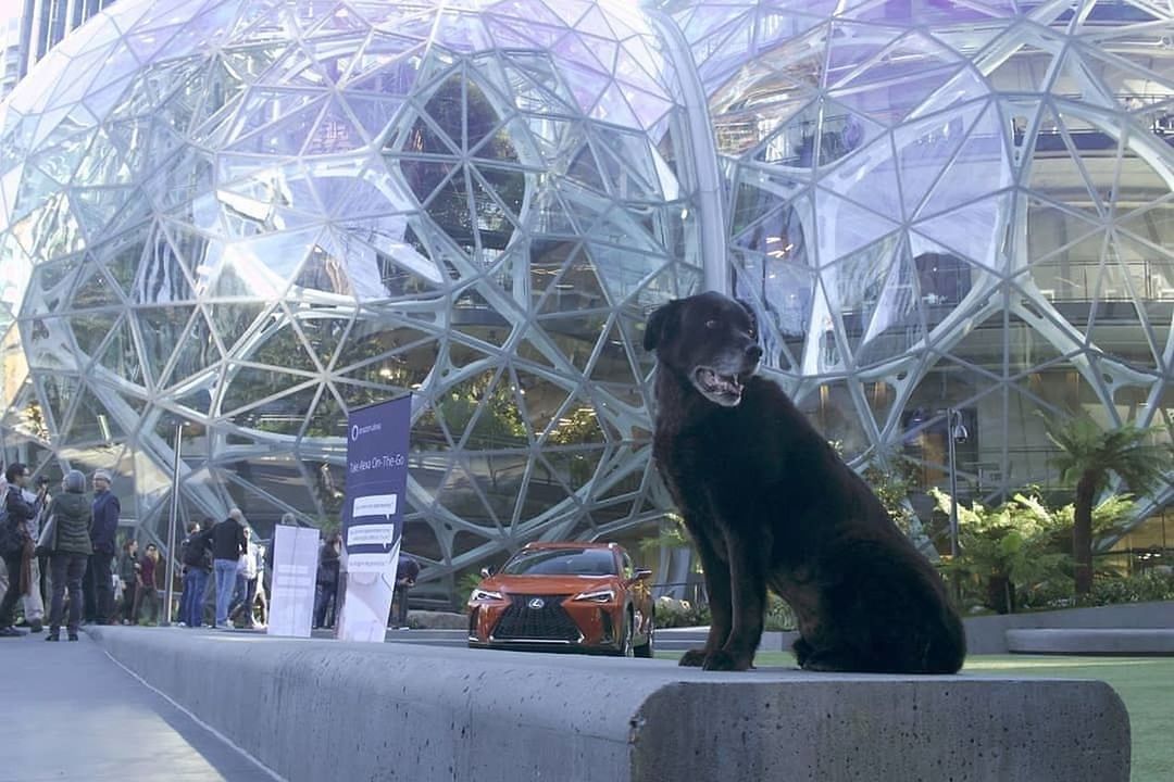 mammal, sitting, architecture, built structure, one animal, transparent, glass - material, people, day, indoors, art and craft, incidental people, arts culture and entertainment, window, portrait, city