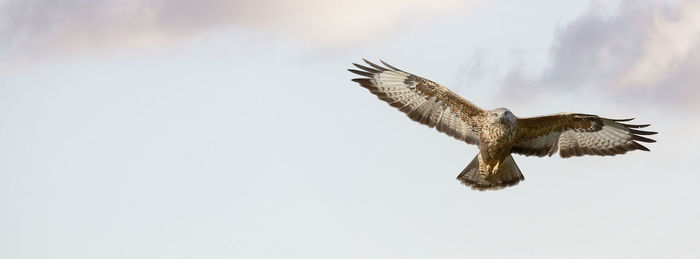 Low angle view of bird flying against sky