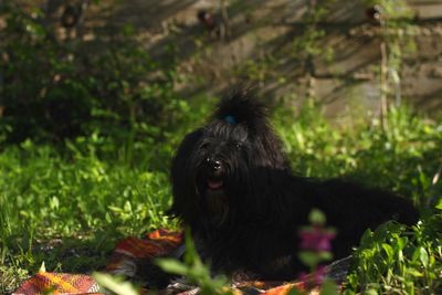 Black dog in a field