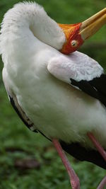 Close-up of bird perching